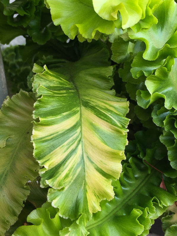 Asplenium scolopendrium ‘Crispum Bolton’s Nobile’ en automne sur mon balcon parisien, Paris 19e (75)