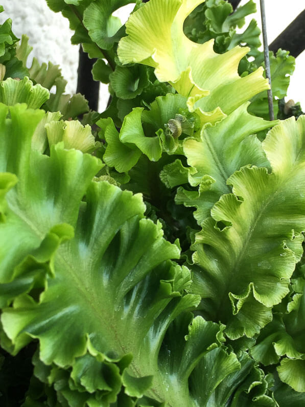 Asplenium scolopendrium ‘Crispum Bolton’s Nobile’ en automne sur mon balcon parisien, Paris 19e (75)