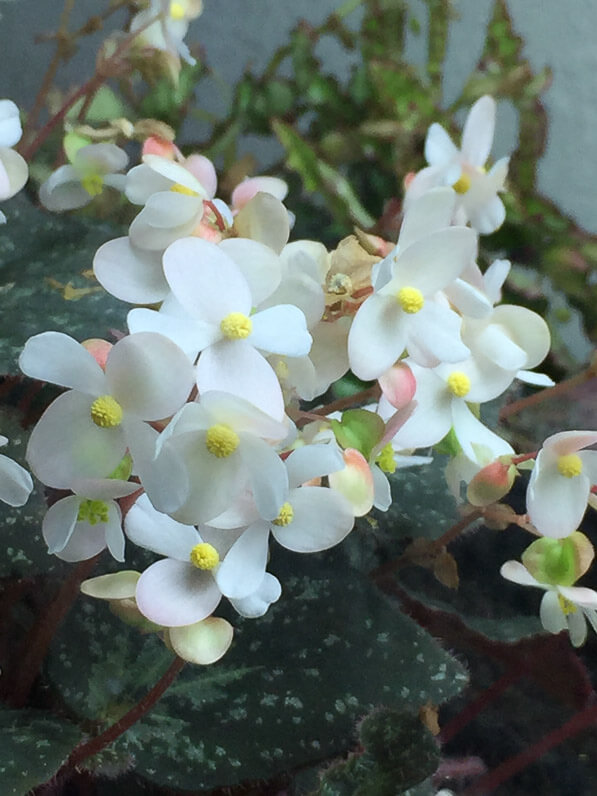 Begonia U074, Bégoniacées, plante d'intérieur, terrarium, Paris 19e (75)