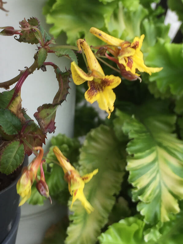 Impatiens stenantha en automne sur mon balcon parisien, Paris 19e (75)