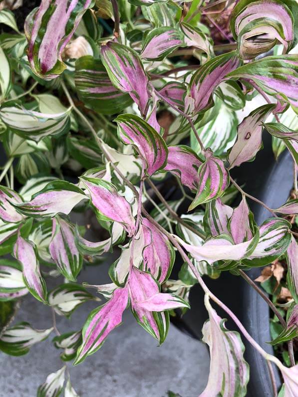 Disporum cantoniense ‘Moonlight’, feuillage panaché et persistant, sur mon balcon parisien en début d'hiver, Paris 19e (75)