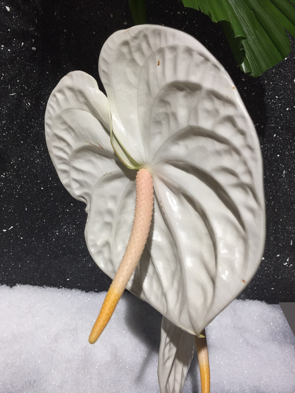 Anthurium blanc, Nuit étoilée, Solange Louchene et son équipe, Association des Auditeurs des Cours du Luxembourg, Mille et un sapins, SNHF, Paris 7e (75)