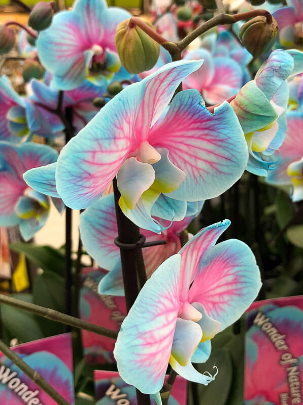 Phalaenopsis teinté, orchidée, Orchidacées, plante d'intérieur, magasin Gamm Vert d'Ormoy (Essonne)