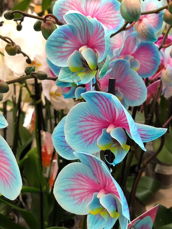 Phalaenopsis teinté, orchidée, Orchidacées, plante d'intérieur, magasin Gamm Vert d'Ormoy (Essonne)