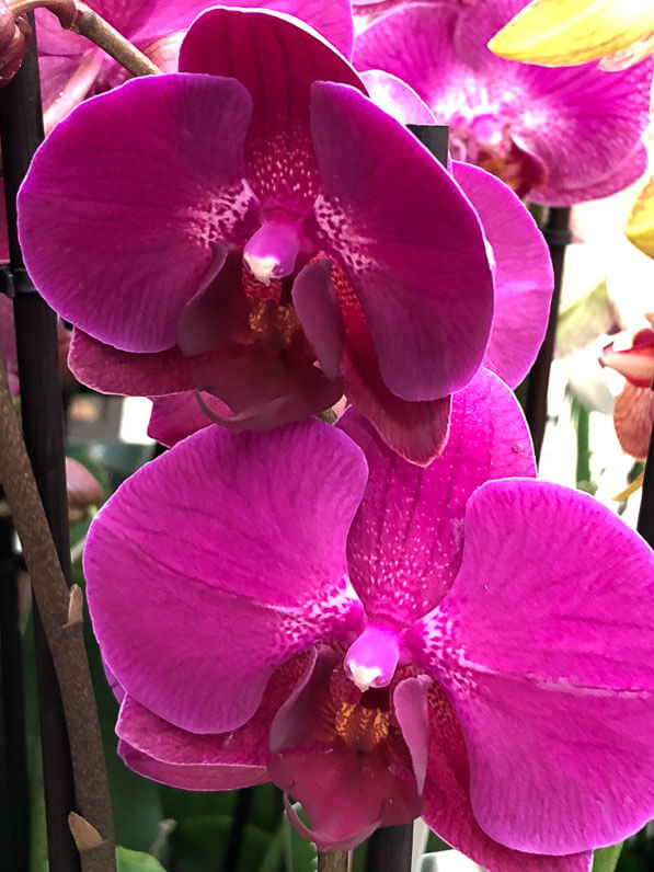 Phalaenopsis, orchidée, potée fleurie, magasin Gamm Vert d'Ormoy (Essonne)