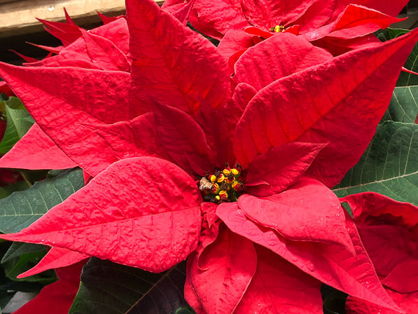 Poinsettia rouge