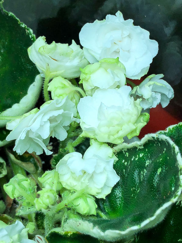 Saintpaulia 'LE - Belaya Kameliya', Gesnériacées, plante d'intérieur, terrarium, Paris 19e (75)