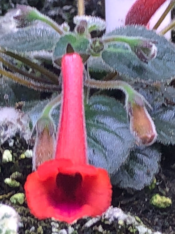 Mini Sinningia 'Snowrose', terrarium, plante d'intérieur, Paris 19e (75)