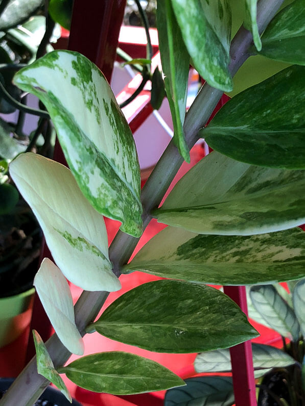 Zamioculcas zamiifolia à feuillage panaché, Aracées, plante d'intérieur, Paris 19e (75)