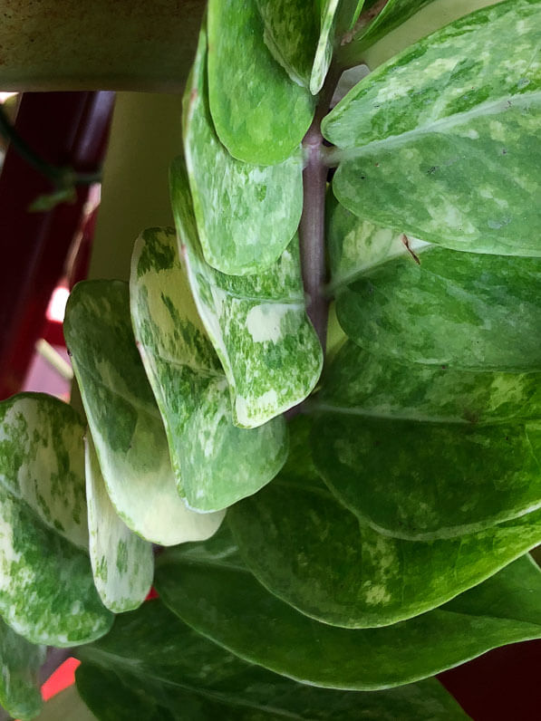 Zamioculcas zamiifolia à feuillage panaché, Aracées, plante d'intérieur, Paris 19e (75)