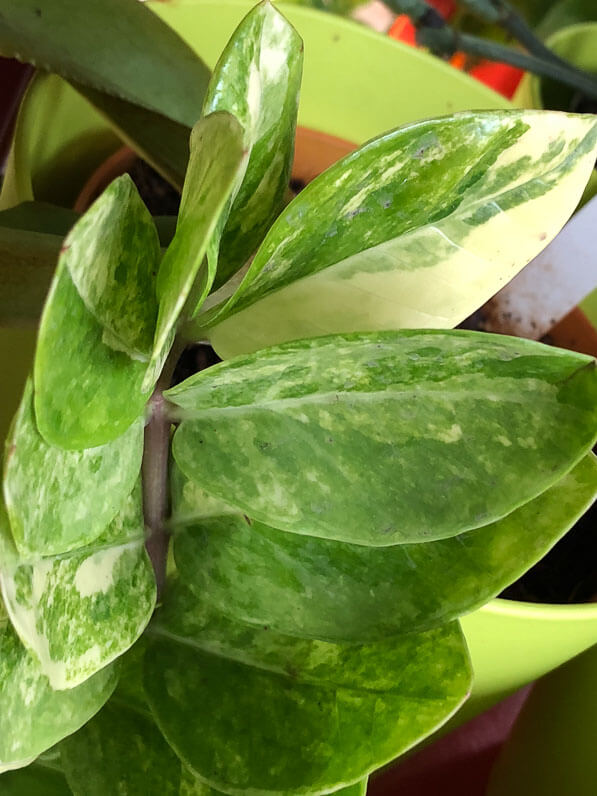 Zamioculcas zamiifolia à feuillage panaché, Aracées, plante d'intérieur, Paris 19e (75)