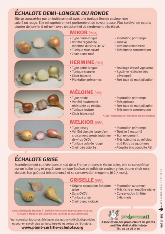 Fiches des variétés certifiées d'échalotes, édition 2018, Prosemail