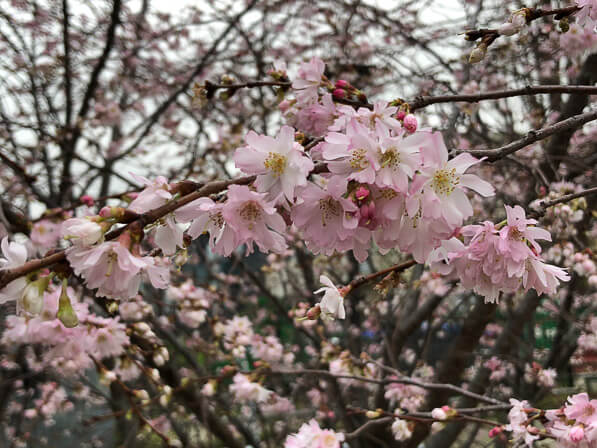 Floraison de cerisier d'hiver, Prunus x subhirtella 'Autumnalis' sur les berges du canal Saint-Denis, Paris 19e (75)