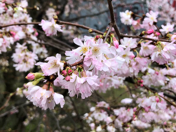 Floraison de cerisier d'hiver, Prunus x subhirtella 'Autumnalis' sur les berges du canal Saint-Denis, Paris 19e (75)