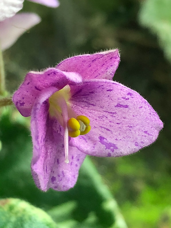 Saintpaulia 'Shirl's Freckles', violette du Cap, african violet, Gesnériacées, plante d'intérieur, Paris 19e (75)