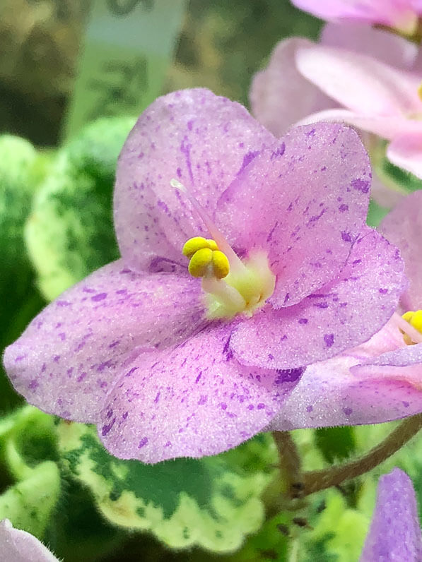 Saintpaulia 'Shirl's Freckles', violette du Cap, african violet, Gesnériacées, plante d'intérieur, Paris 19e (75)