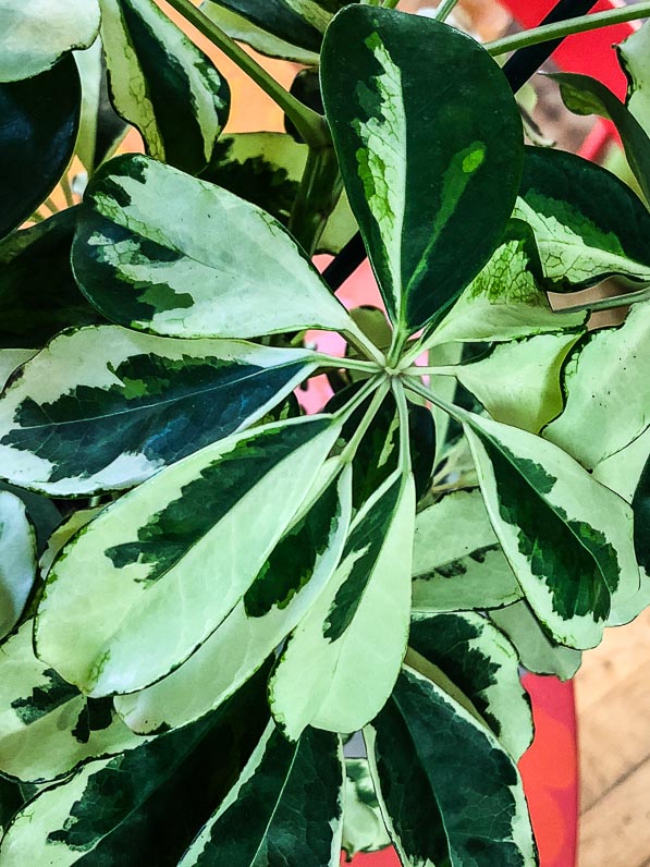 Schefflera arboricola 'Charlotte', feuillage panaché, plante d'intérieur, Paris 19e (75)