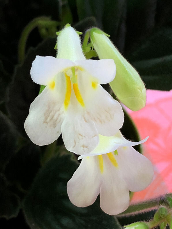 Streptocarpus 'Snowlina', Gesnériacées, plante d'intérieur, Paris 19e (75)