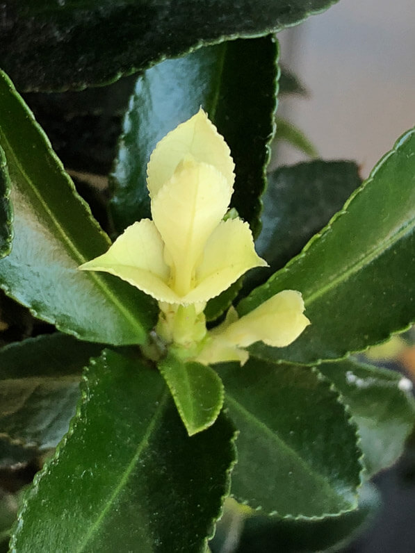 Jeunes pousses blanc crème sur Euonymus japonicus 'Paloma Blanca', sur mon balcon parisien en hiver, Paris 19e (75)