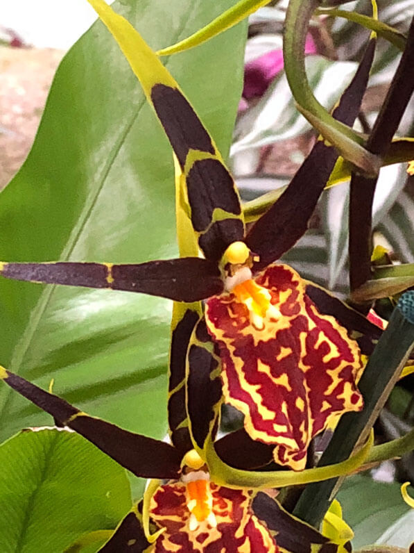 Brassia 'Mystic Maze', exposition Mille et une orchidées, Jardin des Plantes, Paris 5e (75)