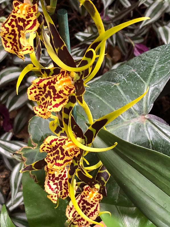 Brassia 'Mystic Maze', exposition Mille et une orchidées, Jardin des Plantes, Paris 5e (75)