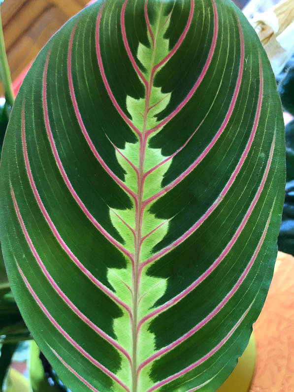 Maranta leuconeura, dormeuse, plante de prière, plante d'intérieur, Paris 19e (75)