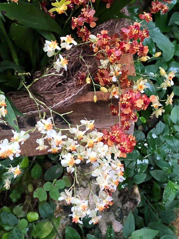 Oncidium Twinckle, orchidée, Orchidacées, exposition Mille et une orchidées, Jardin des Plantes, Paris 5e (75)