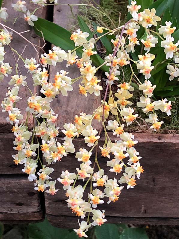 Oncidium Twinckle, orchidée, Orchidacées, exposition Mille et une orchidées, Jardin des Plantes, Paris 5e (75)