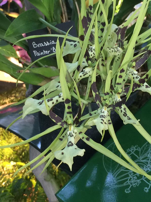 Brassia, exposition Mille et une orchidées, grandes serres du Jardin des Plantes, Paris 5e (75)