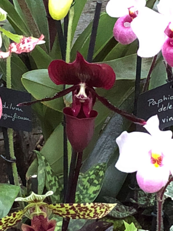 Paphiopedilum, orchidées, exposition Mille et une orchidées, Jardin des Plantes, Paris 5e (75)