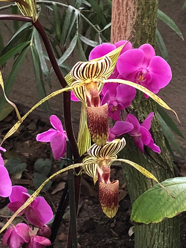 Paphiopedilum, orchidées, exposition Mille et une orchidées, Jardin des Plantes, Paris 5e (75)