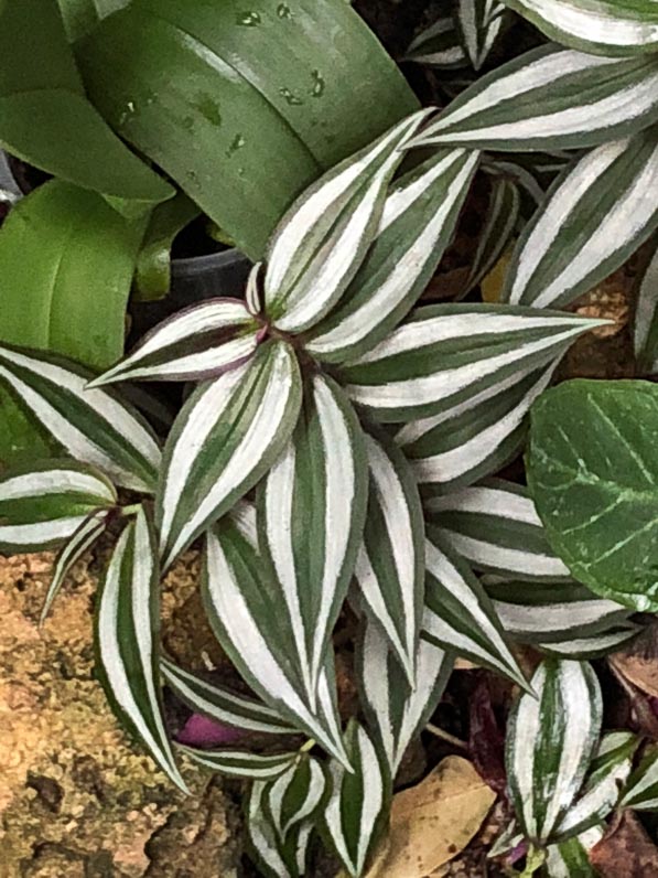 Tradescantia zebrina, Commélinacées, plante d'intérieur, Jardin des Plantes, Paris 5e (75)