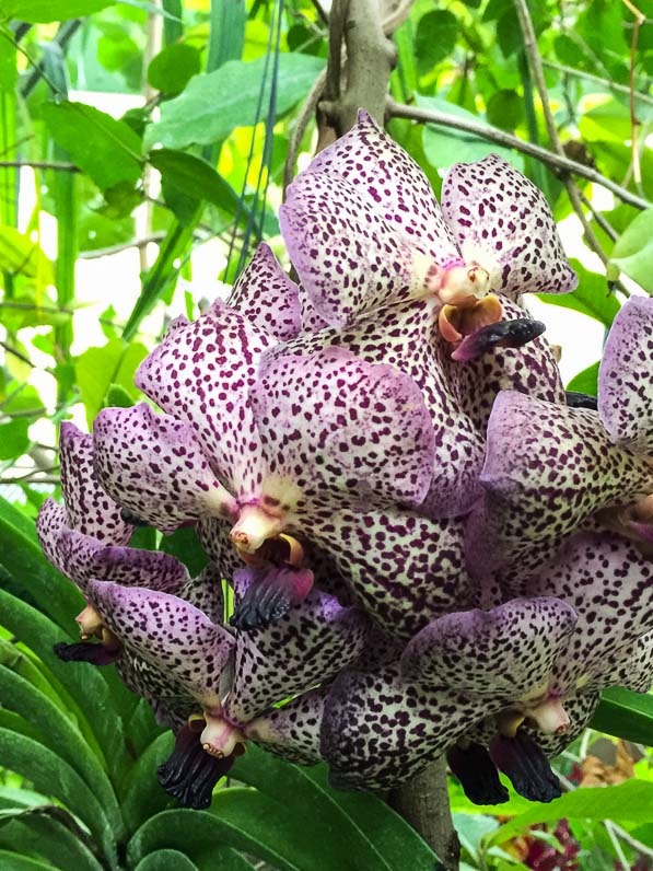 Exposition Mille et une orchidées, grande serre du Jardin des Plantes, Paris 5e (75)