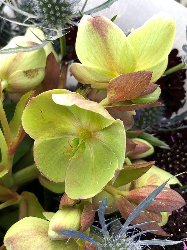 Bouquet d'hellébores, fleurs coupées, Paris 19e (75)