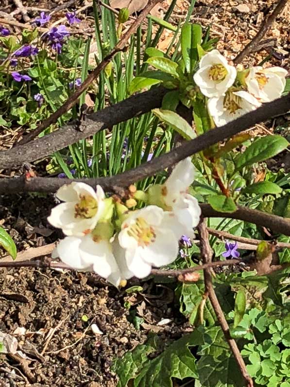 Cognassier du Japon (Chaenomeles) fleuri en fin d'hiver dans la capitale, Paris (75)