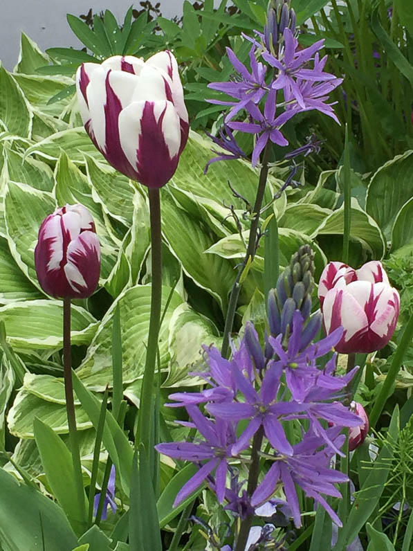 Tulipes et camassias, Jardin de Monet, Giverny (27)