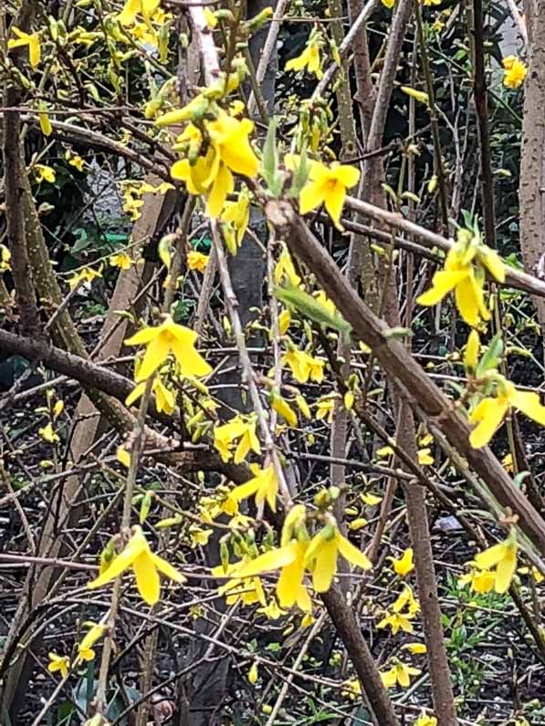 Forsythia fleuri en fin d'hiver dans la capitale, Paris (75)