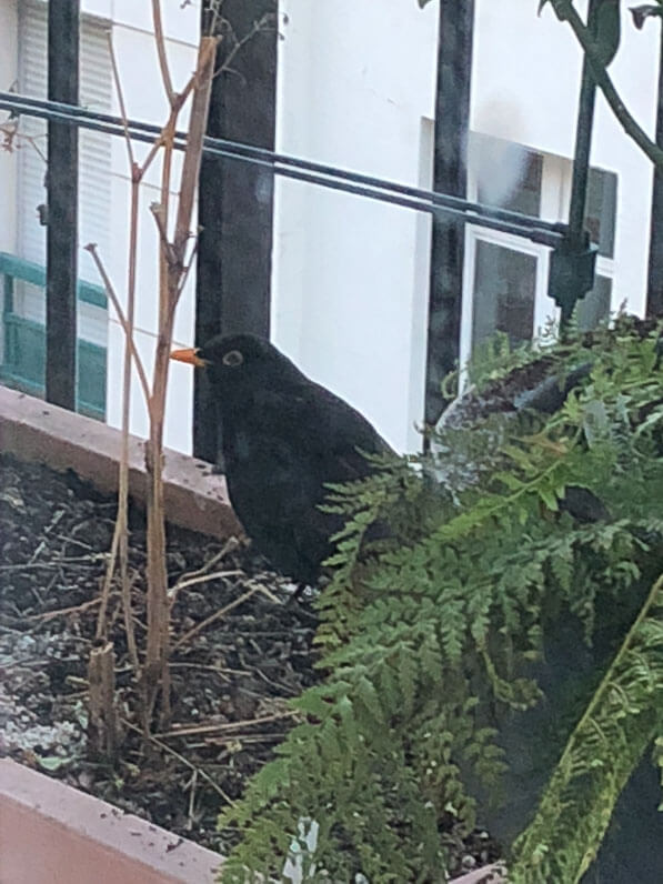 Merle sur mon balcon parisien en hiver, Paris 19e (75)