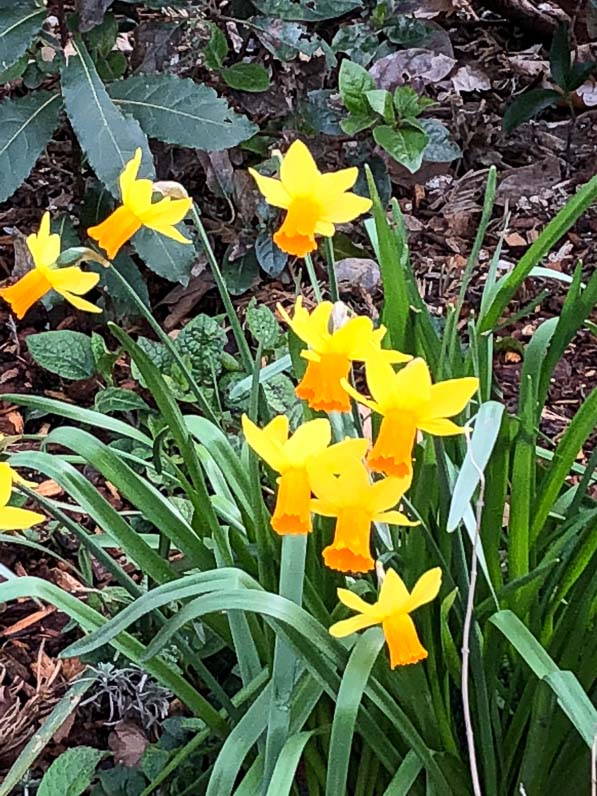 Narcisse (Narcissus) fleuri en fin d'hiver dans la capitale, Paris (75)