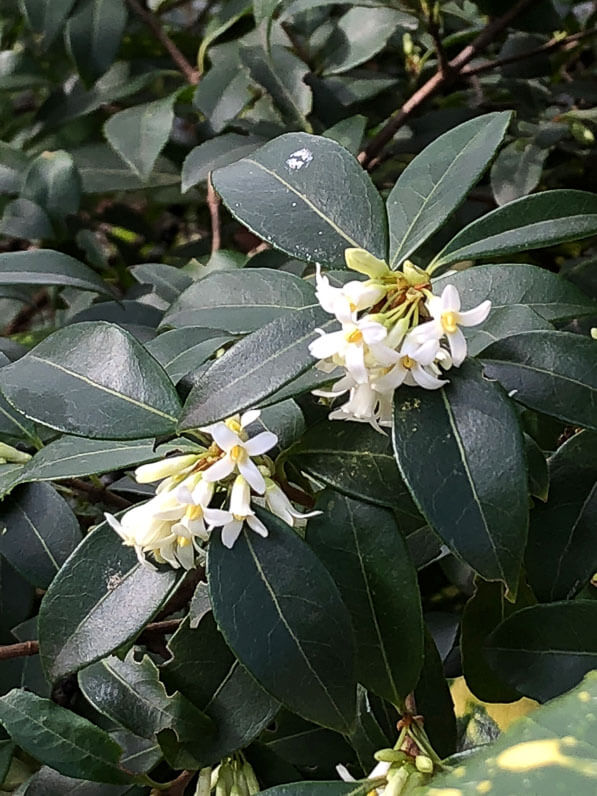 Osmanthe fleuri en fin d'hiver dans la capitale, Paris (75)