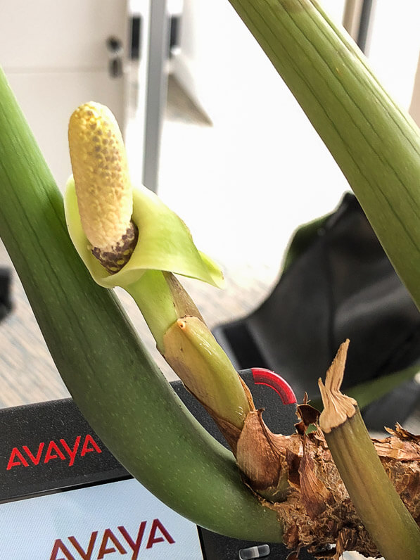 Spathe de Zamioculcas zamiifolia, Aracée, plante d'intérieur, Paris 19e (75)