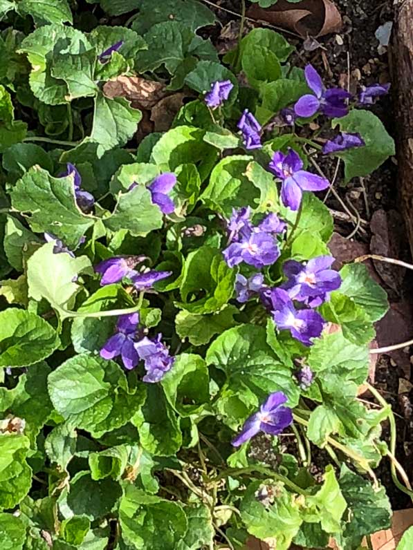 Violettes fleuries en fin d'hiver dans la capitale, Paris (75)