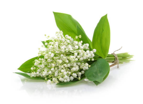Lire la suite à propos de l’article Où trouver du muguet le vendredi 1er mai 2020 ?