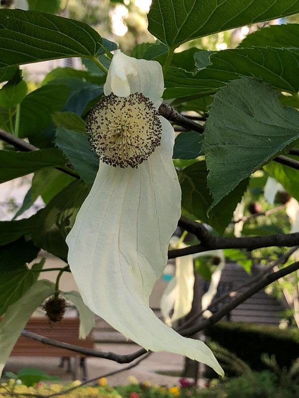 Arbre aux mouchoirs (Davidia involucrata) au printemps dans le square Henri Collet, Paris 16e (75)