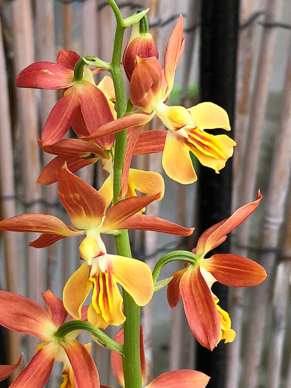 Calanthe, orchidée rustique, Orchidacées, plante vivace sur mon balcon parisien au début du printemps, Paris 19e (75)