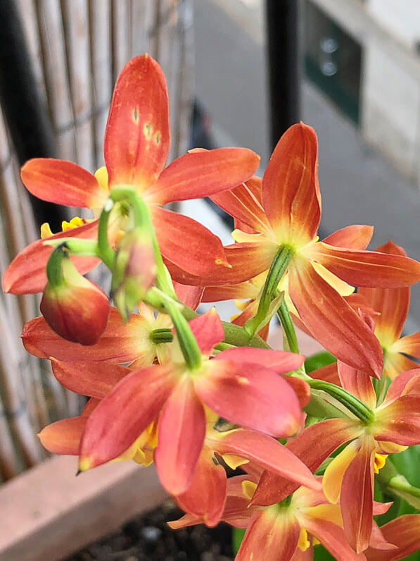 Calanthe, orchidée rustique, Orchidacées, plante vivace sur mon balcon parisien au début du printemps, Paris 19e (75)