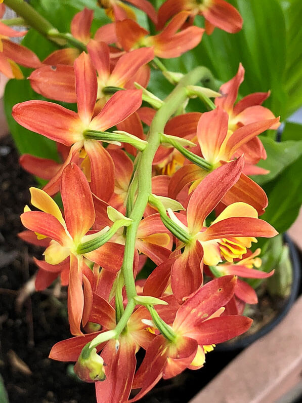 Calanthe, orchidée rustique, Orchidacées, plante vivace sur mon balcon parisien au début du printemps, Paris 19e (75)