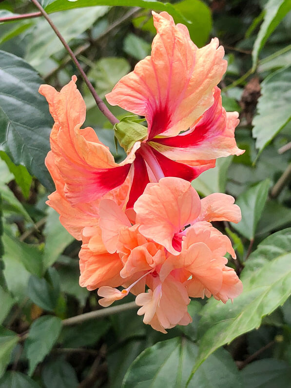 Fleur d'Hibiscus x rosa-sinensis, Malvacées, Jardin botanique de Deshaies, Basse Terre, Guadeloupe, petites Antilles, voyage