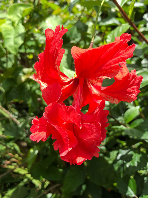 Fleur d'Hibiscus x rosa-sinensis, Malvacées, Jardin botanique de Deshaies, Basse Terre, Guadeloupe, petites Antilles, voyage