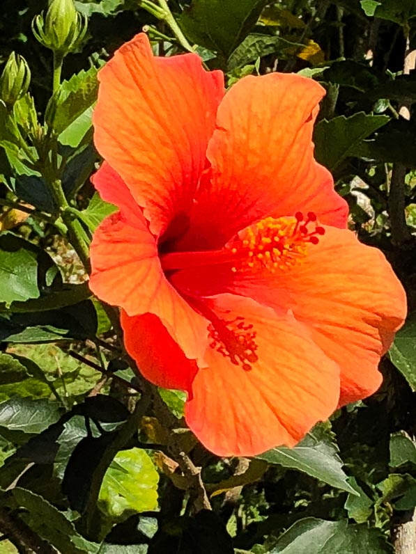 Fleur d'Hibiscus x rosa-sinensis, Malvacées, Jardin de Balata, La Martinique, petites Antilles, voyage